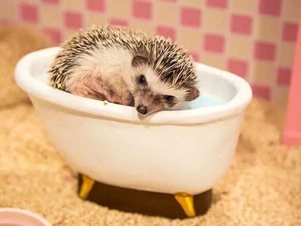 ちっちゃなハリネズミとドールハウスの世界へ！癒しのハリネズミカフェ