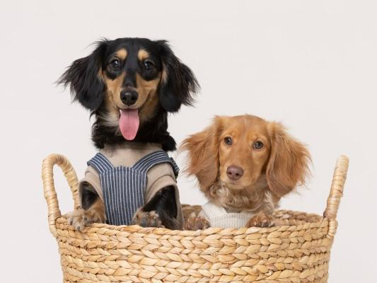 愛犬の“今”をとじこめた一枚を、プロの手で。犬専門写真館の撮影体験