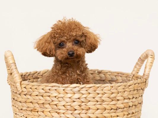 愛犬の“今”をとじこめた一枚を、プロの手で。犬専門写真館の撮影体験